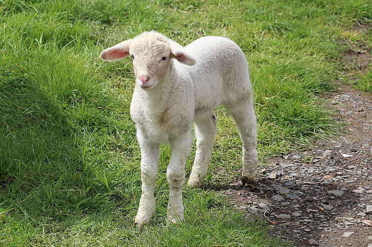 pecore, agnello, prato, Schäfchen, lana, animali, Pasqua