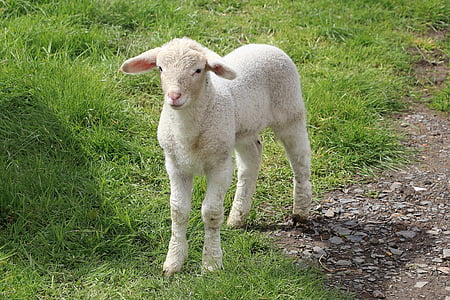 fåren, lamm, äng, Schäfchen, ull, djur, påsk