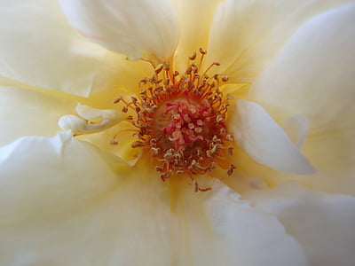 Rose, Bloom, stigmatisation, pollen, fleur, Blossom, nature