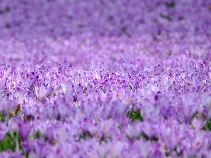 crocus, flowers, violet, spring, nature, purple, blooming