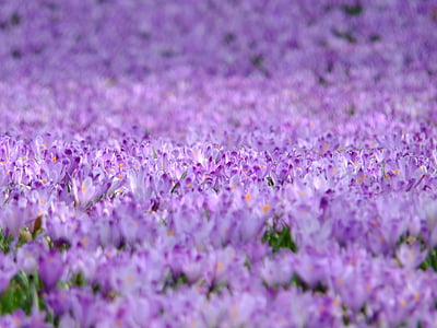 番红花, 花, 紫罗兰色, 春天, 自然, 紫色, 绽放