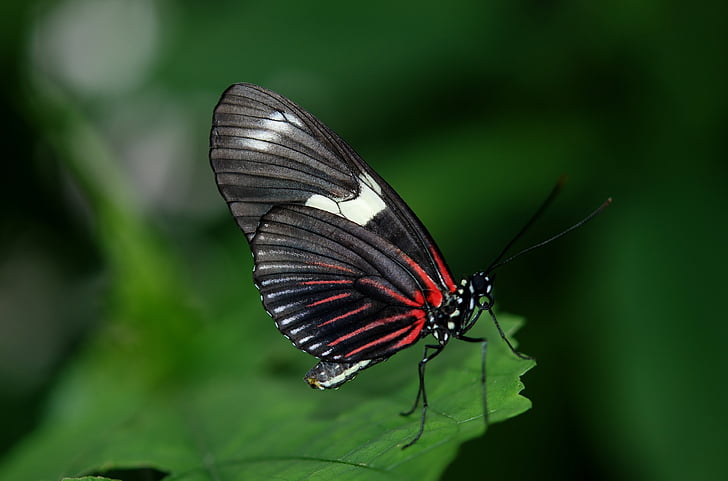 Papilio rumanzovia, sommerfugl, dyr, sort, grøn, blad, natur