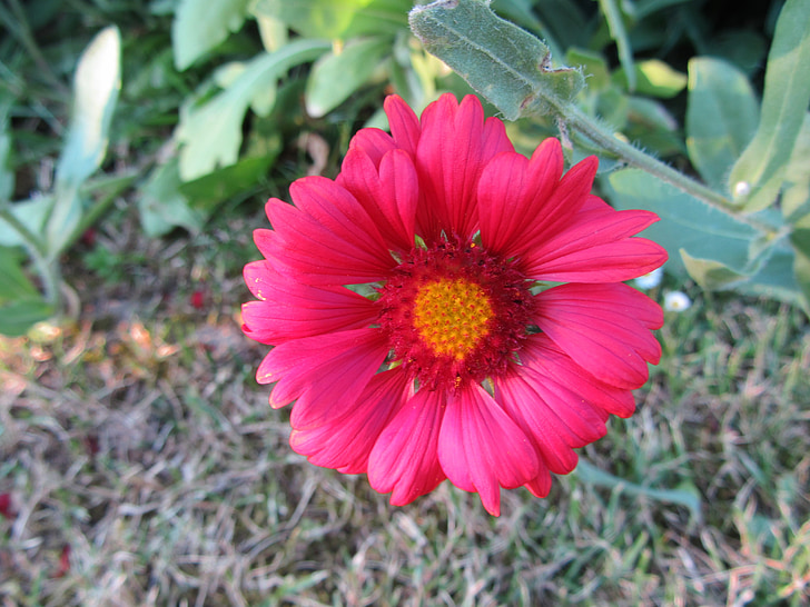 květ, jaro, závod, růžový květ, Příroda, Bloom, květ
