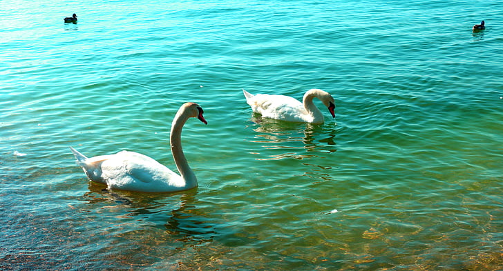 湖, 自然, 水, 鸭, 景观