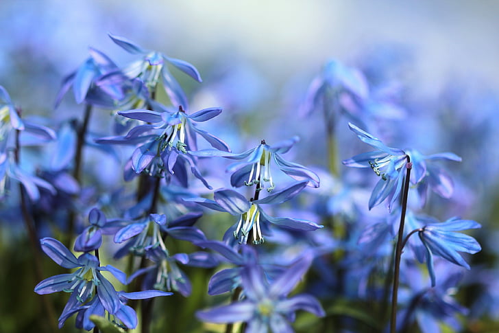 Bluebell, květiny, Scilla, jaro, modrá, fialová, Bloom