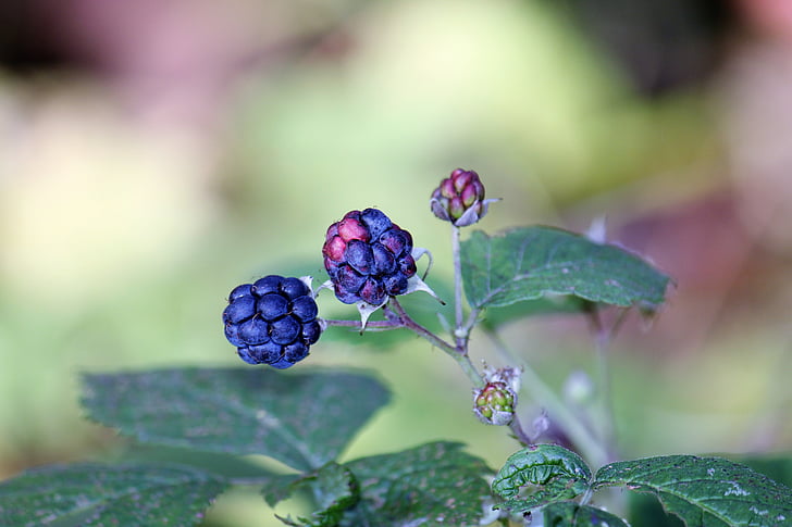 BlackBerry, automne, Berry, Closeup