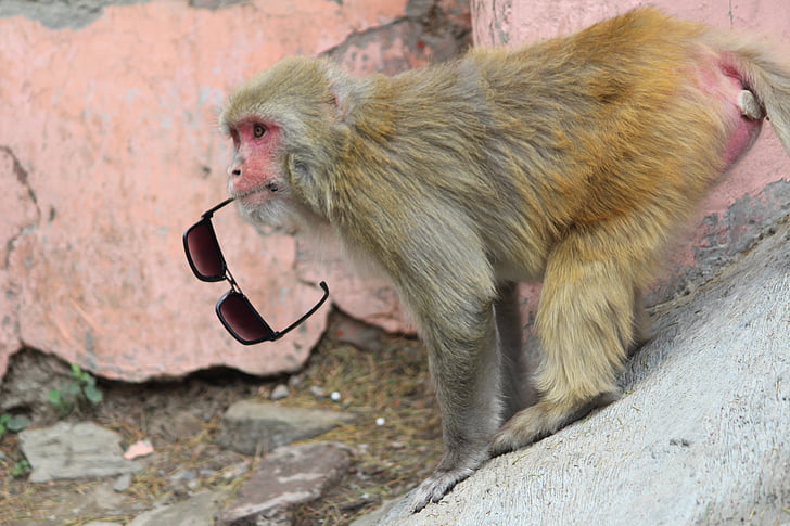 macaco de la India, mono del Himalaya, travieso, monos del viejo mundo