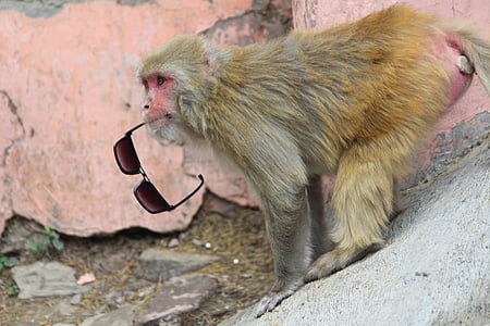 Ρήσος, Ιμαλαΐων μαϊμού, Άτακτος, πιθήκων Παλαιάς πίθηκοι κόσμος