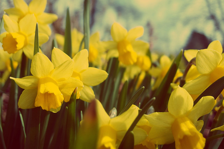 yellow, daffodils, flowers, nature, garden