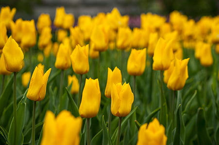 blomster, gul, gule blomster, blomst, Tulip, Tulipaner, natur