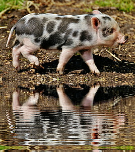 piglet, mirroring, water, bank, wildpark poing, baby, small pigs