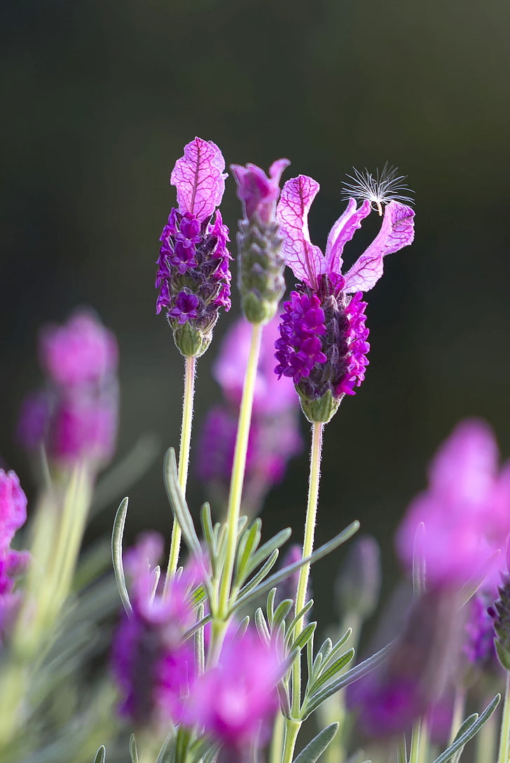 lavendar, field, green, closeup, blooming, france, natural