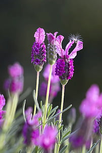 Lavendel, Feld, Grün, Closeup, blühen, Frankreich, natürliche