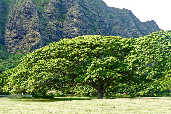 arbre, monkeypod, Hawaii, environnement, feuillage, botanique, nature