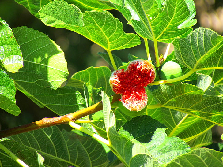 Figi, drzewo figowe, Fig owocem, Ficus carica, owoce, zielony, czerwony