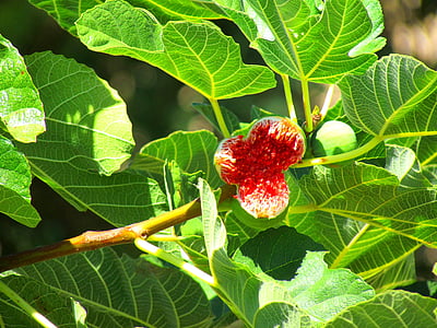 higos, árbol de higo, frutos de higo, Ficus carica, fruta, verde, rojo