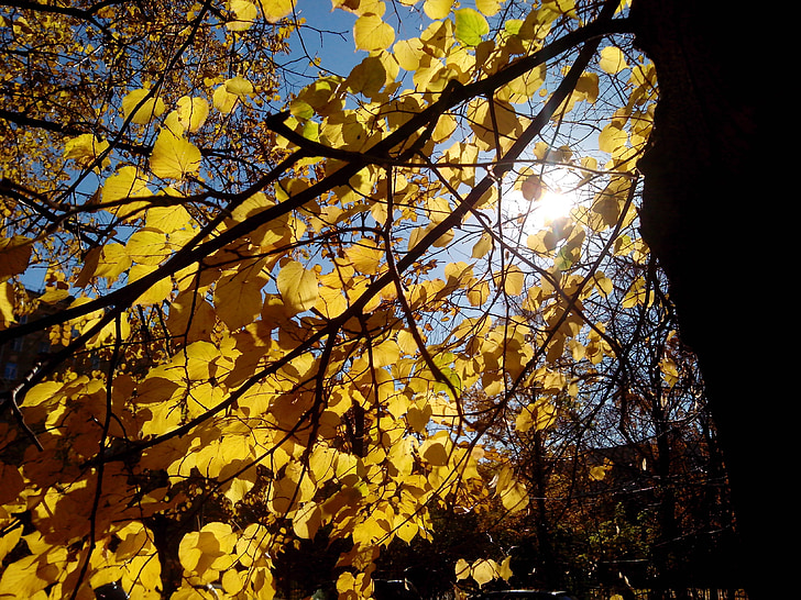 gyldne høsten, ideell stadion, blader, solen, solens stråler, Park