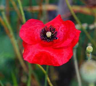 Poppy, bunga opium, bunga, merah, klatschmohn, poppy merah, kelopak