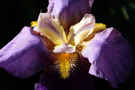 yksityiskohta, Iris, kukka