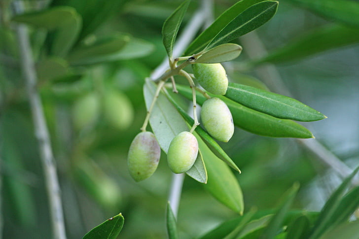 oliven, oliventre, oliven, treet, grønn, landskapet