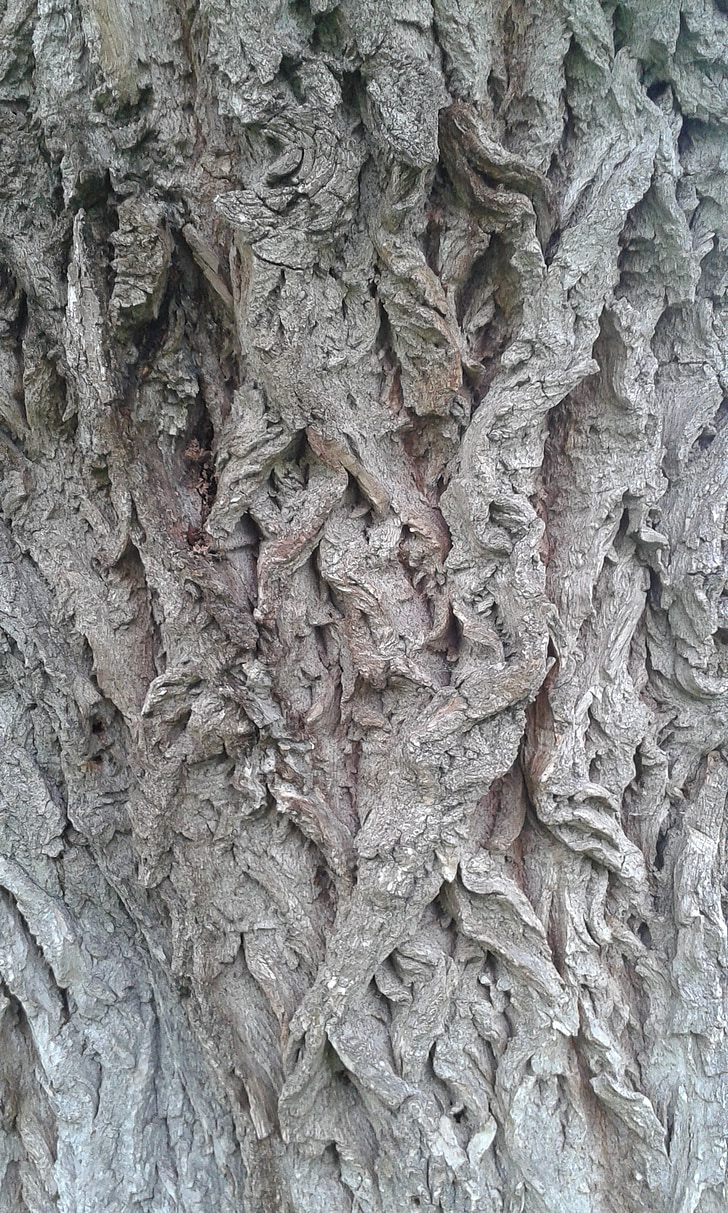 Baum, Rinde, Struktur