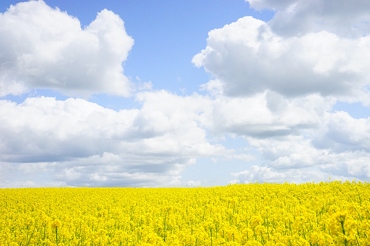 field of rapeseeds, sky, clouds, contrasts, high contrast, intense color, blütenmeer
