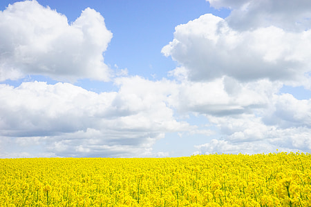 поле зернових, небо, хмари, Контрасти, Режим високої контрастності, насиченого кольору, blütenmeer
