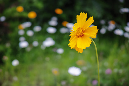 flower, yellow, scenery, nature, summer, plant, meadow