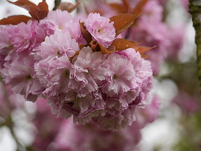 Blossom, Cherry, Sakura, merah muda, musim semi, alam, bunga