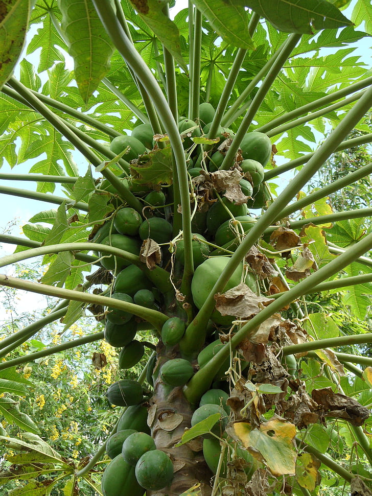 papaijas koku, papaijas augļi, zaļa