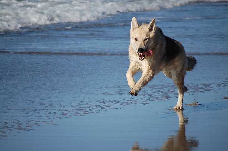 dog, hybrid, sled dog, beach, fun