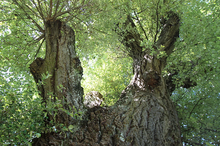 white poplar, poplar, deciduous tree, tree, branches, murmur, leaves