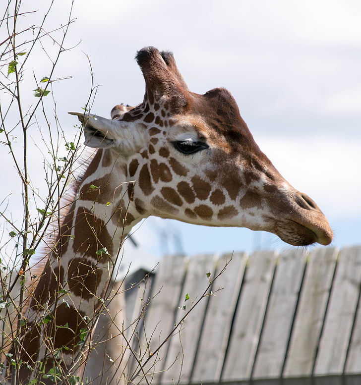 giraff, huvud, Zoo