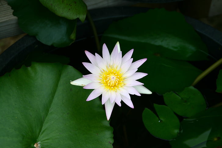 Lotus, blommor, dammen blommig, buddhismen