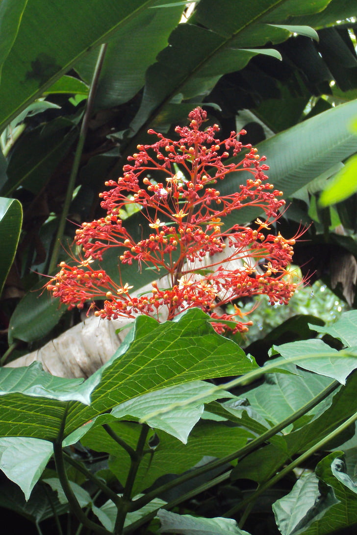 punane lill, Wild flower, roheline, tumeroheline, looduslike taimede, taim, Sri lanka