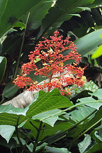 flor roja, flor silvestre, verde, verde oscuro, planta silvestre, planta, Sri lanka