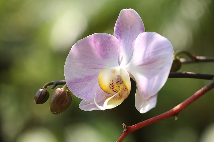 Natur, Blumen, Anlage, Orhids