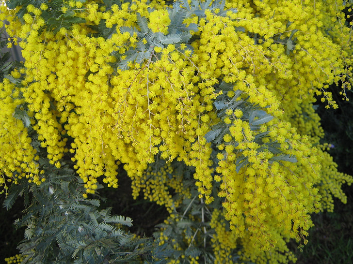 Australie, Acacia, Native, plante, jaune, Or