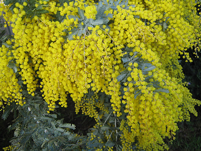Australia, Wattle, macierzystego, roślina, żółty, Złoty