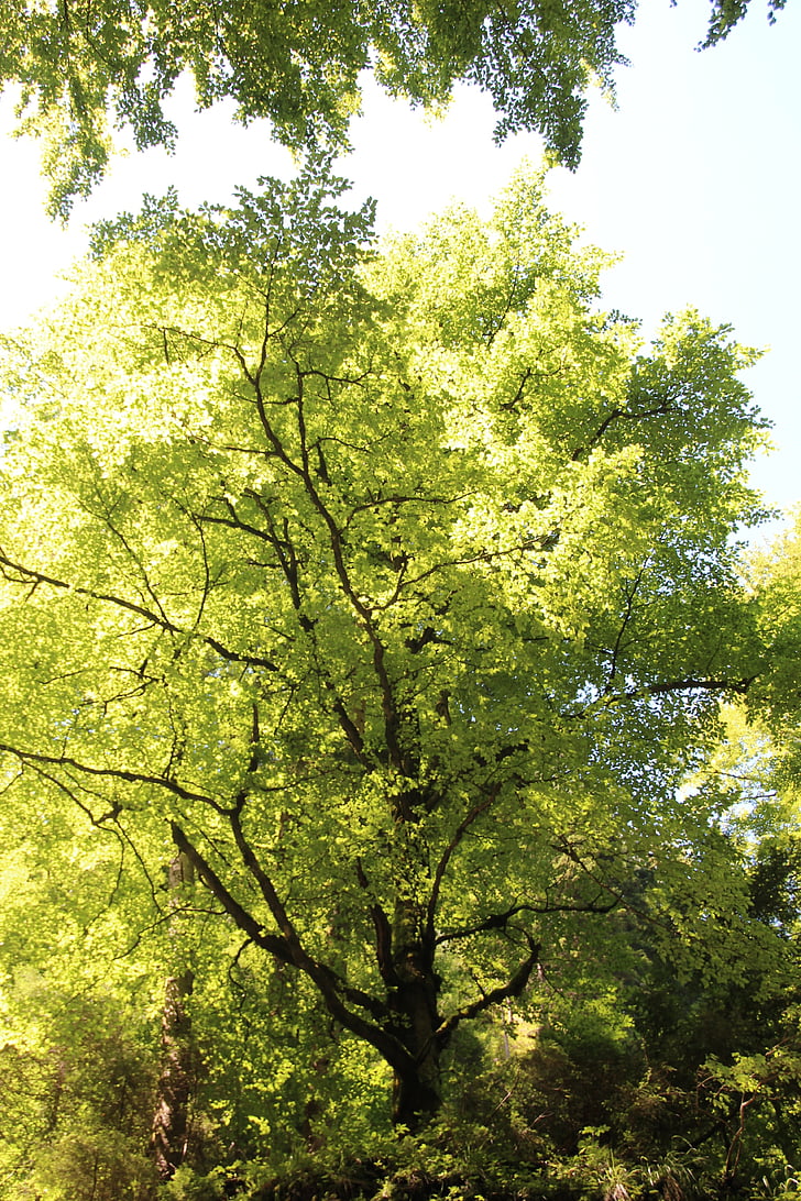 arbre, verd, fulla, natura, bosc