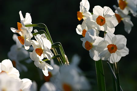 bloemen, Narcissus, Tuin, lente, Pasen, groen, Tuinieren