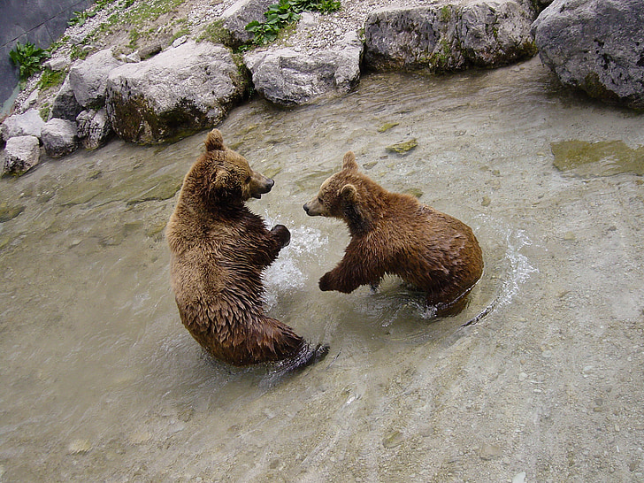 Brown bears, urs, animale, gradina zoologica, lumea animalelor, bot, animale sălbatice