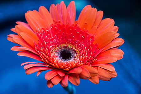 Gerbera Margarida, flor, color, vermell, jardí de flors, planta, natura