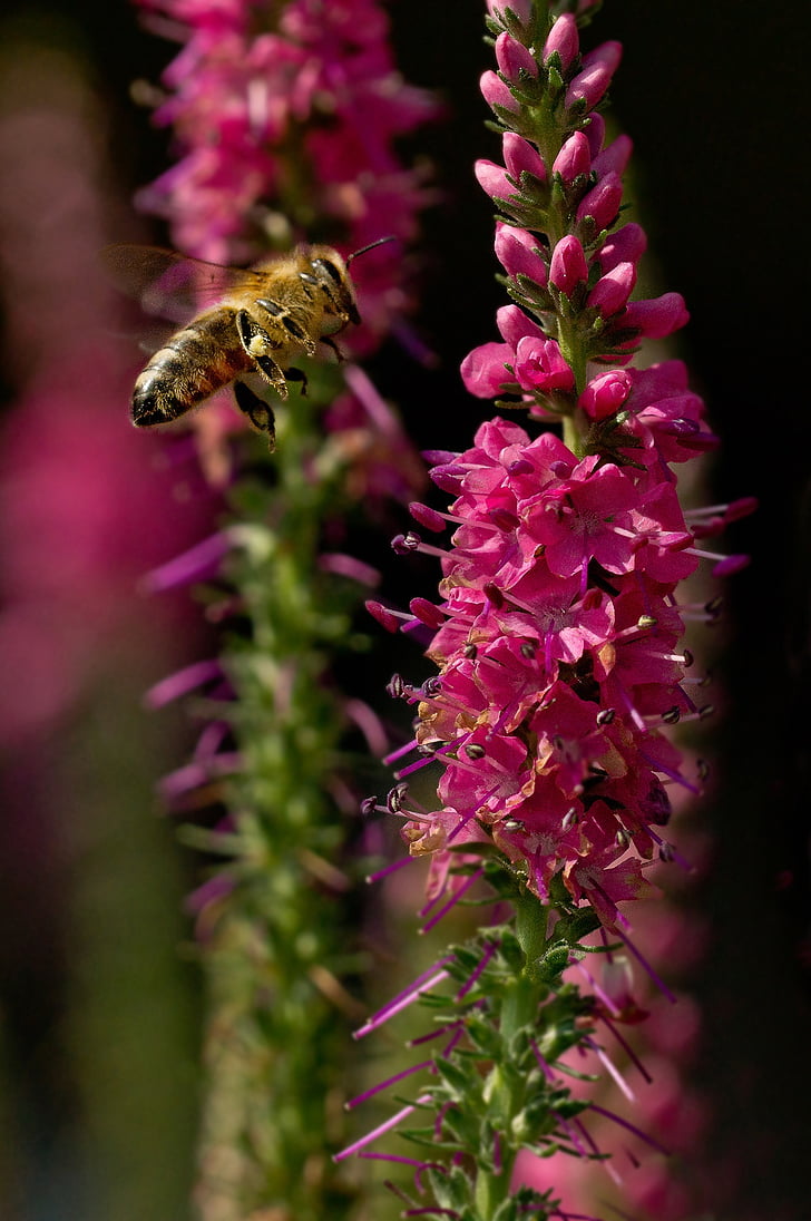 abelha, inseto, fechar, macro, flor, flor, APIs