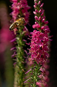 abelha, inseto, fechar, macro, flor, flor, APIs