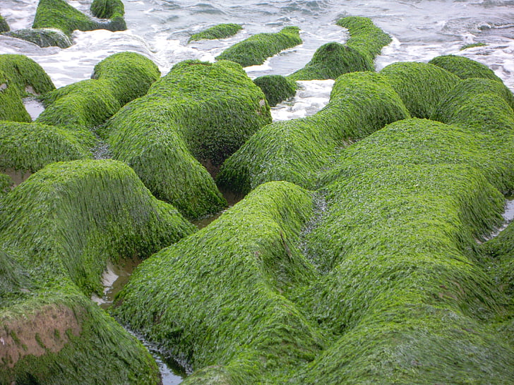 Solc de mar, algues marines, Mar 蝕 gou, abeurador de pedra antiga, l'hivern, Chao gou