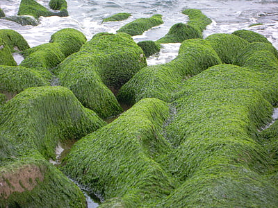 sulco do mar, algas marinhas, mar 蝕 gou, calha de pedra velha, Inverno, gou de Chao