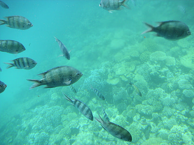 vacances, Egipte, Mar, peix, sota l'aigua, animal, natura