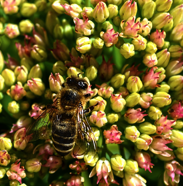 Bee, naturen, blommor, insekt