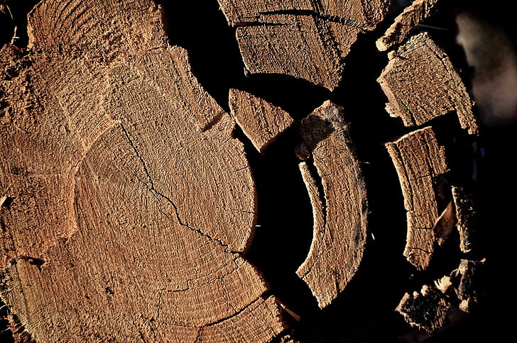 protokol, kmen, dřevo, jako, k fragmentaci, Příroda, kmeny